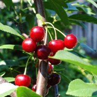 Вишня Волочаевская с10, Prunus, Вишня Волочаевская