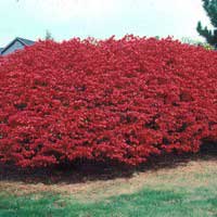Бересклет крылатый, Euonymus alatus