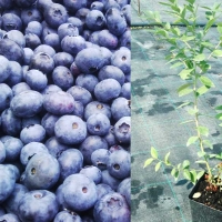 Голубика высокорослая Bluecrop, Vaccinium corymbosum Bluecrop, Голубика высокорослая Блюкроп