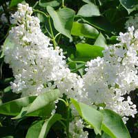 Сирень Alba, Syringa vulgaris Alba, Сирень обыкновенная Альба