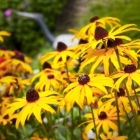 Рудбекия блестящая Goldsturm, Rudbeckia fulgida Goldsturm, Рудбекия блестящая Гольдштурм