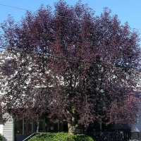 Черемуха виргинская Canada Red, Prunus virginiana Canada Red, Черемуха виргинская Канада Ред