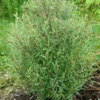 Ива пурпурная Usni, Salix purpurea Usni, Ива пурпурная Узни