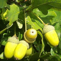 Дуб черешчатый, Quercus robur