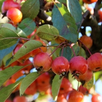 Яблоня гибридная Evereste, Malus hybrida Evereste, Яблоня гибридная Эвервест