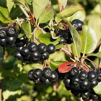 Рябина черноплодная, Aronia melanocarpa, Рябина черноплодная С7,5