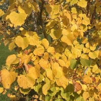 Липа мелколистная Winter Orange, Tilia cordata Winter Orange, Липа мелколистная Винтер Оранж