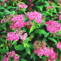 Спирея японская Darts Red, Spiraea japonica Darts Red, Спирея Японская Дартс Ред