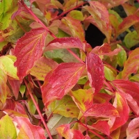 Дерен .Annys Winter Orange, Cornus sanguinea Annys Winter Orange, Дерен кроваво-красный Анна Винтер Оранж