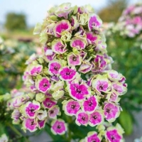Флокс метельчатый Orchid Yellow, Phlox paniculata Orchid Yellow, Флокс метельчатый Орчид Йеллоу