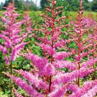 Астильба Arendsii Amethyst, Astilbe Arendsii Amethyst, Астильба Арендса Аметист