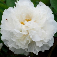 Пион древовидный Snow Star, Paeonia suffruticosa Snow Star, Пион Снежная звезда