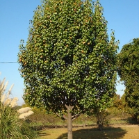 Груша Москвичка c7.5, Pyrus Moskvichka, Груша Москвичка