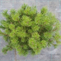 Сосна горная 125/150, Сосна горная, купить сосну горную, Pinus mugo, купить mugo, сосна горная цена