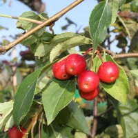 Яблоня Red Jade, Malus Red Jade, Яблоня Ред Джед