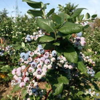 Голубика высокорослая Nelson, Vaccinium corymbosum Nelson, Голубика высокорослая Нельсон