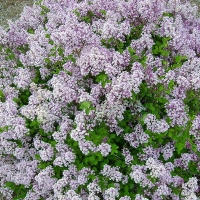Сирень Мейера Palibin, Syringa meyeri Palibin, Сирень Мейера Палибин
