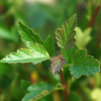 Пузыреплодник калинолистный Little Greeny, Physocarpus opulifolius Little Greeny, Пузыреплодник калинолистный Литлл Грини