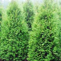 Туя западная Brabant,  Thuja occidentalis Brabant, Туя западная Брабант