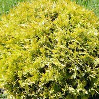 Туя западная Globosa Aurea 60/80 - Питомник декоративных и садовых растений