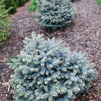 Ель Barry, Picea abies Barry, Ель обыкновенная Барри