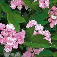 Боярышник морденский Toba, Crataegus mordenensis Toba, Боярышник морденский Тоба
