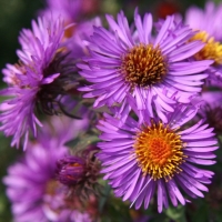 Астра новоанглийская Purple Dome, Aster novae-angliae Purple Dome, Астра новоанглийская Пепл Дом