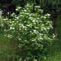 Калина обыкновенная, Viburnum opulus