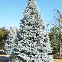 Ель колючая Хупси Picea pungens Hoopsii Ель Хупси, Picea pungens Hoopsii, Ель колючая Хупси,  Picea Hoopsii , купить ель голубую, голубая ель цена, ель хуппси цена, ель  хупси купить, ель голубая хупси фото, ель голубая хупси купить