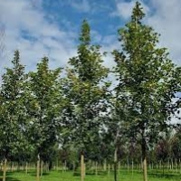 Клен остролистный Farlake's Green, Acer platanoides Farlake's Green, Клен остролистный Фарлейк'с Грин
