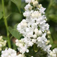 Сирень Mme Lemoine, Syringa vulgaris Mme Lemoine, Сирень обыкновенная Мадам Лемуан