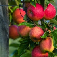 Яблоня Бельфлер-китайка с7.5, Malus domestica Belfler-kitaika, Яблоня Бельфлер-китайка