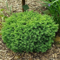 Ель сербская Karel, Picea omorica Karel, Ель сербская Карел