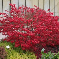 Бересклет Red Cascade, Euonymus europaeus Red Cascade, Бересклет европейский Ред Каскад