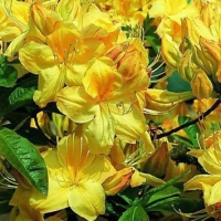Азалия Golden Sunset, Azalea Golden Sunset, Азалия Голден Сансет