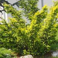 Тисс ягодный Elegantissima, Taxus baccata Elegantissima, Тисс ягодный Элегантиссима, купить тисс элегантиссима, тисс элегантиссима