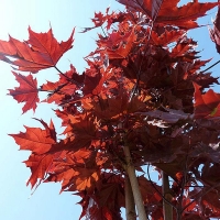 Клен остролистный Faassens Black, Acer platanoides Faassens Black, Клён остролистный Фассенс Блэк