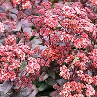 Очиток гибридный Purple Emperor, Sedum hybrida Purple Emperor, Очиток гибридный Пёрпл Эмперор
