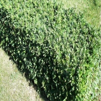 Бирючина обыкновенная Lodense, Ligustrum vulgare Lodense, Бирючина обыкновенная Лоденс