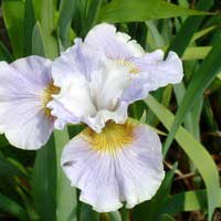 Ирис сибирский Dawn Waltz, Iris sibirica Dawn Waltz, Ирис сибирский Даун Вальц
