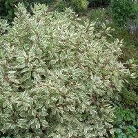 Дерен Sibirica Variegata, Cornus alba Sibirica Variegata, Дёрен белый Сибирика Вариегата