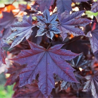Клён остролистный Faassens Blacк, Acer platanoides Faassens Black, Клён остролистный Фаасен Блэк
