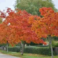 Рябина Dodong, Sorbus commixta Dodong, Рябина обыкновенная Додонг