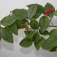 Кизильник пузырчатый, Cotoneaster bullatus Bois