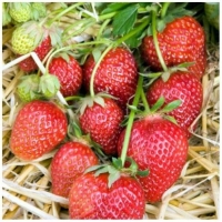 Fragaria Korona, Земляника Korona, Земляника Корона