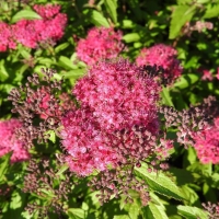 Спирея японская Country Red, Spiraea Japonica Country Red, Спирея японская Кантри Ред