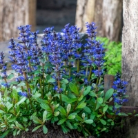 Живучка ползучая с5, Ajuga reptans Rainbow, Живучка ползучая