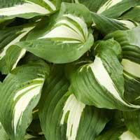 Хоста Night Before Christmas, Hosta Night Before Christmas, Хоста Найт Бифо Кристмас