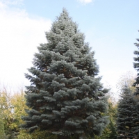 Пихта одноцветная Violacea, Abies concolor Violacea, Пихта одноцветная Виолацеа