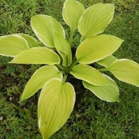 Хоста Tropicana, Hosta Tropicana, Хоста Тропикана